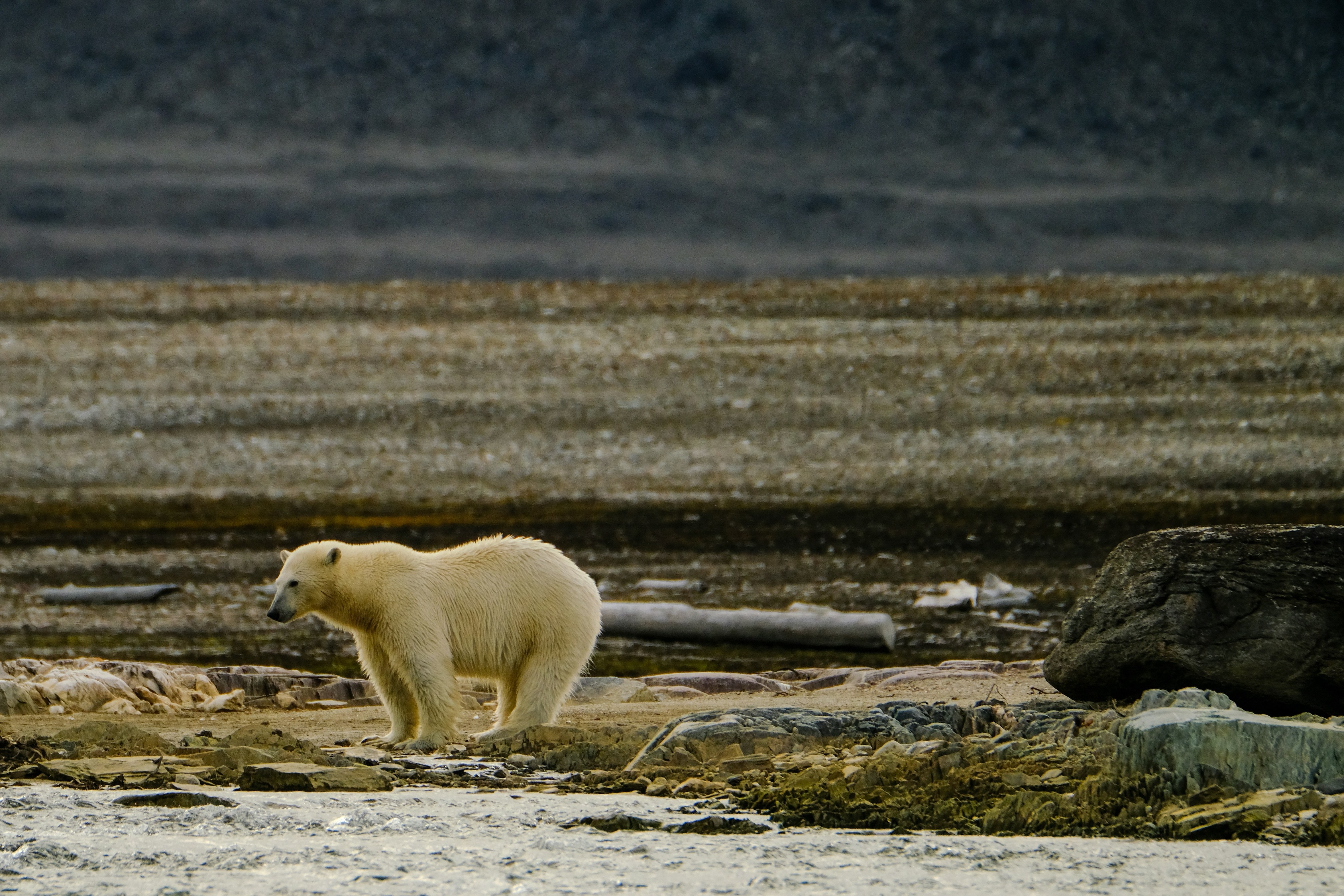 Orso polare Manitoba Canada