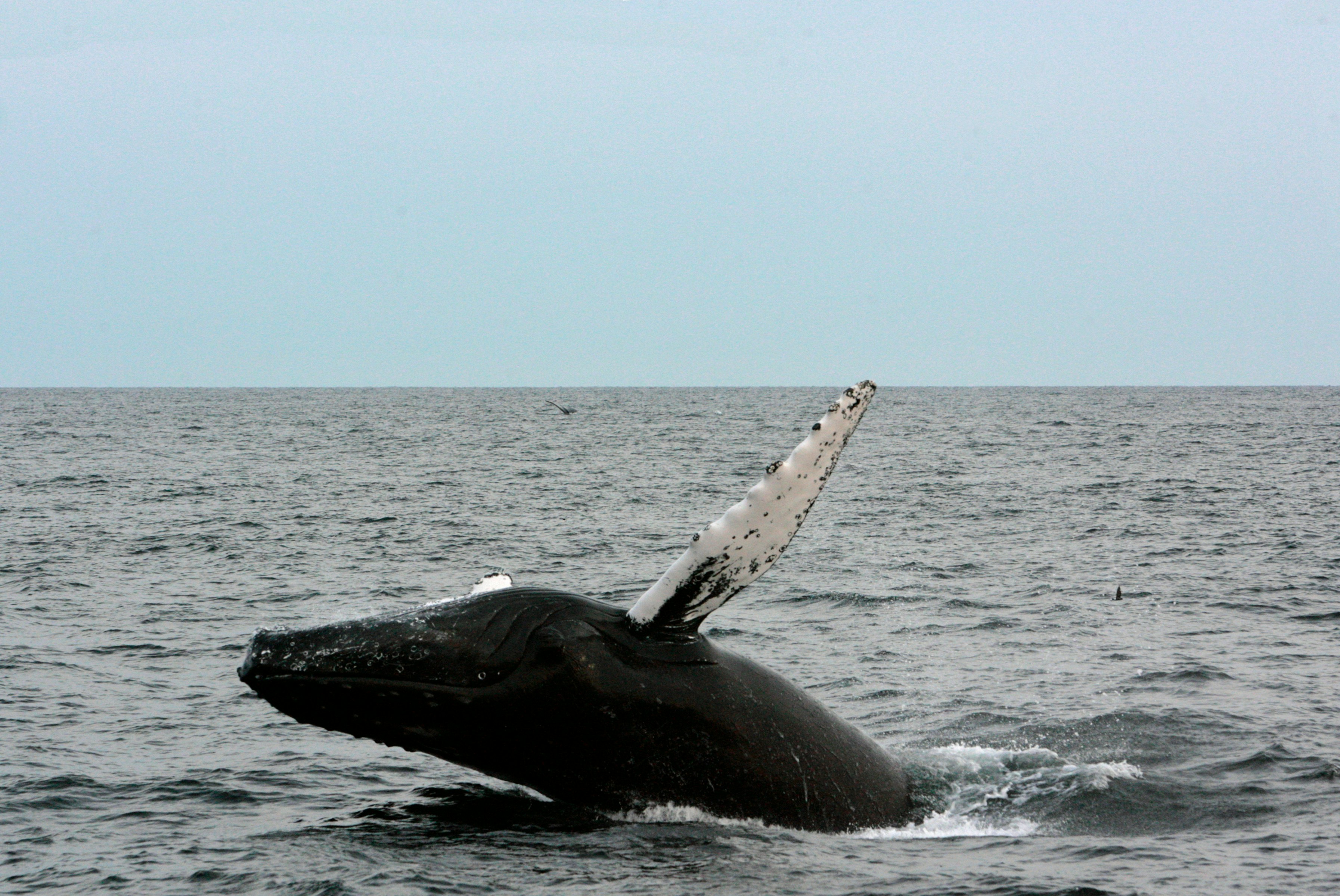whale watching canada
