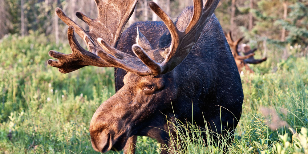 tour avvistamento animali selvaggi in Canada