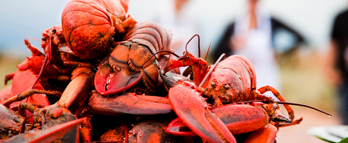 tra le più buone al mondo sono le aragoste di Prince Edward Island in Canada