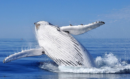 avvistamento balene in provincia di New Brunswick Canada