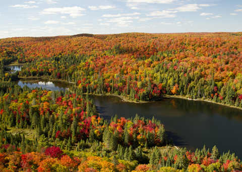 Ontario Canada bosco