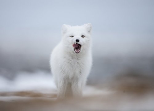 avvistamento orso polare durante viaggio nel estremo nord del Canada