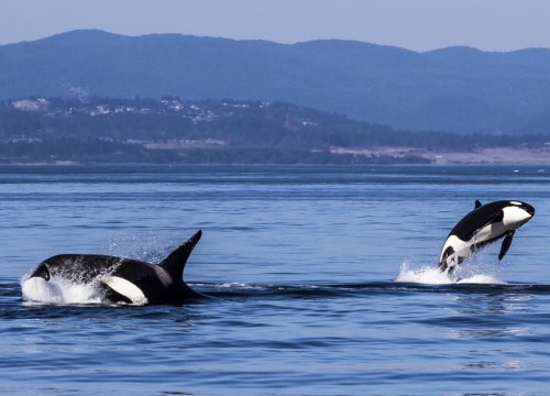tour avvistamento balene in Canada