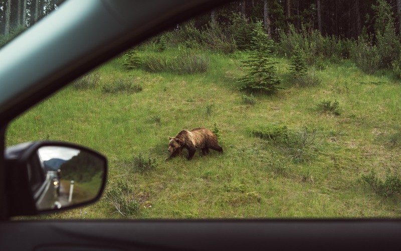 un viaggio incredibile lungo una strada leggendaria, dove gli animali sono più che le auto