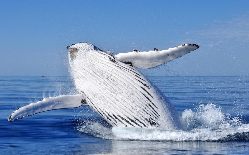 il fiordo di Saguenay, le balene, i tour in gommone e un territorio splendido