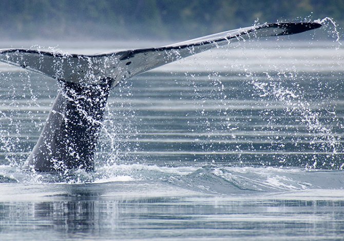 Una balena in Tadoussac, Quebec