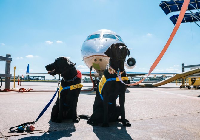 Viaggio in Canada con un cane