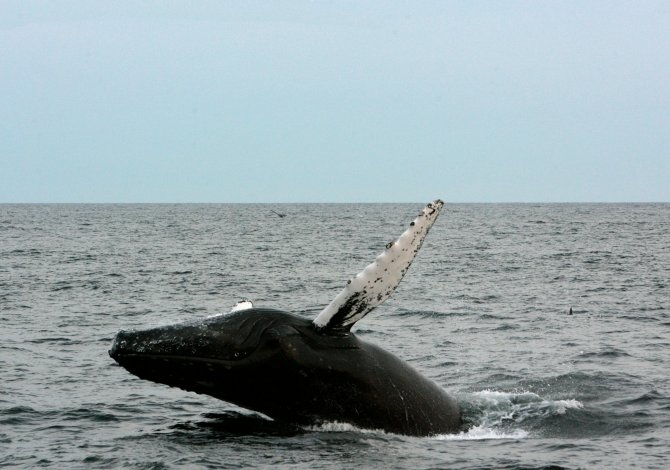 whale whatching canada