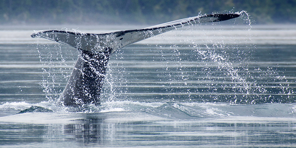 Una balena in Tadoussac, Quebec